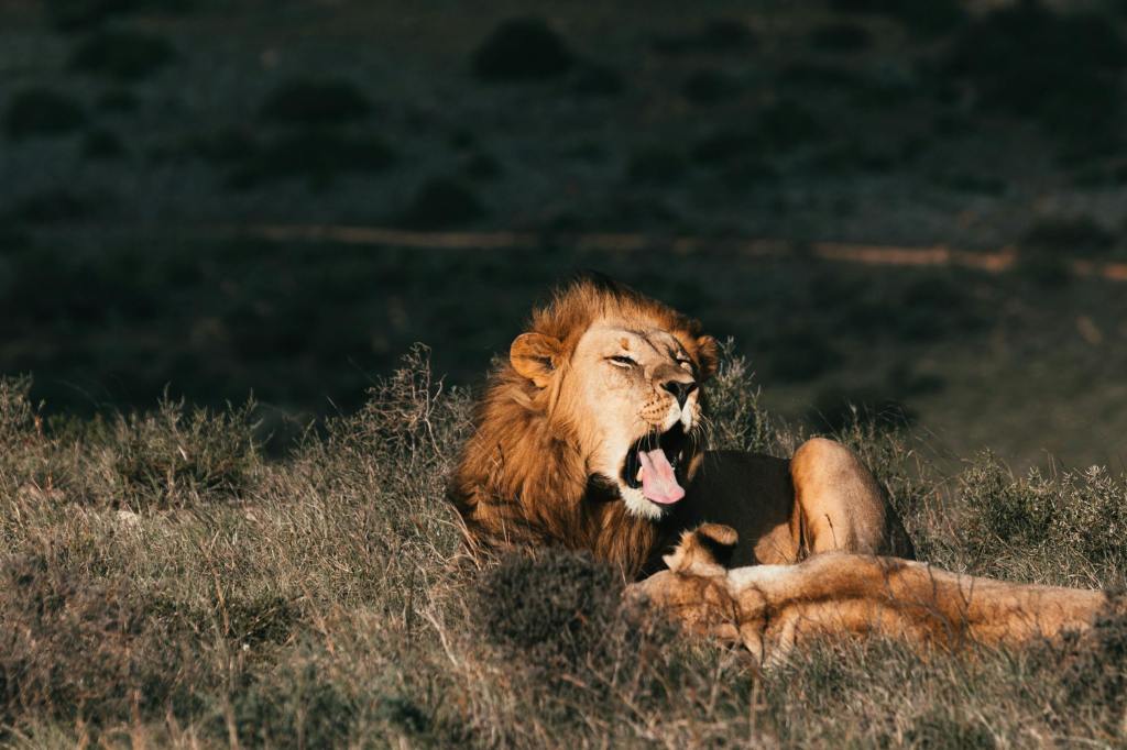 Yawns Are Contagious For Animals&nbsp;Too