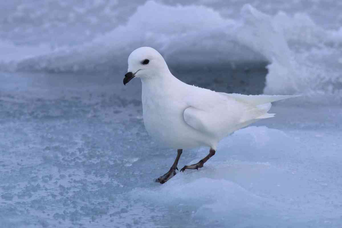 snow petrel
