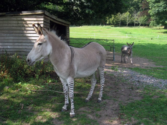 zonkey