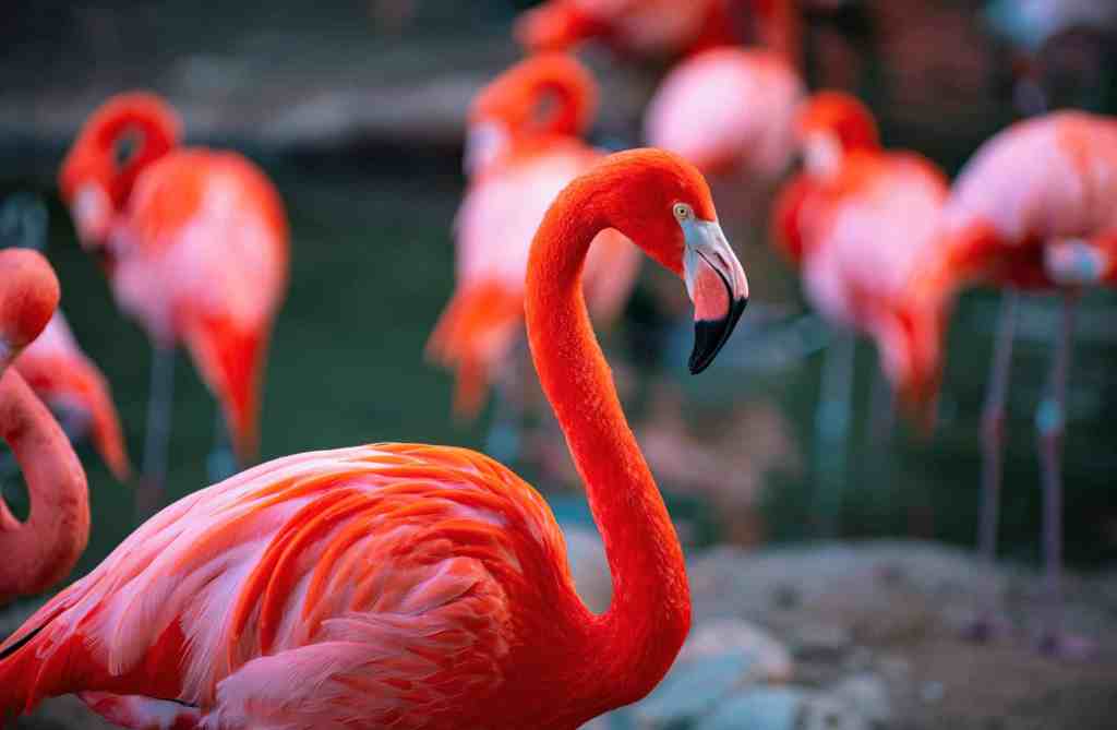 Why Flamingos Are Totally&nbsp;Hardcore
