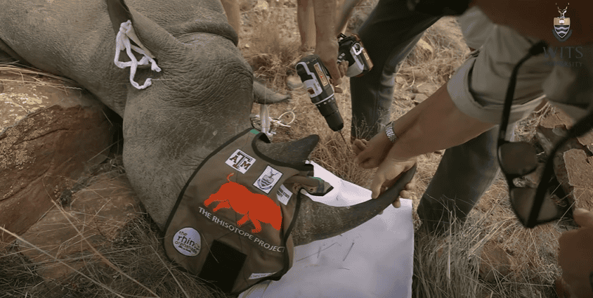 Radioactive Rhino Horns? Scientists Go Nuclear To Stop&nbsp;Poaching