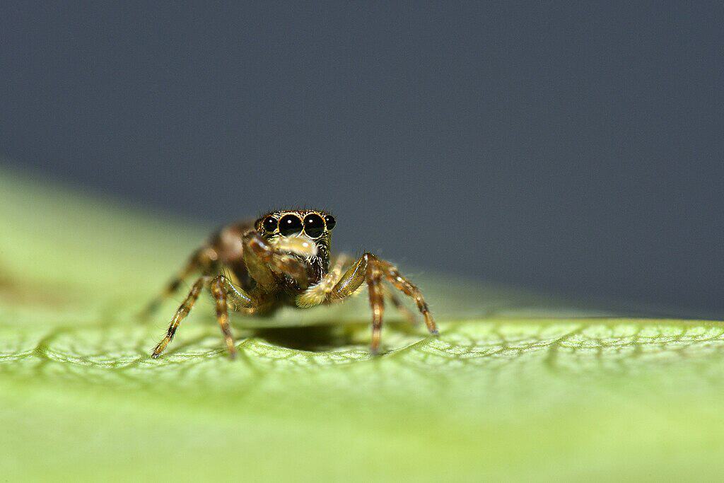 Anasaitis milesae jumping spider