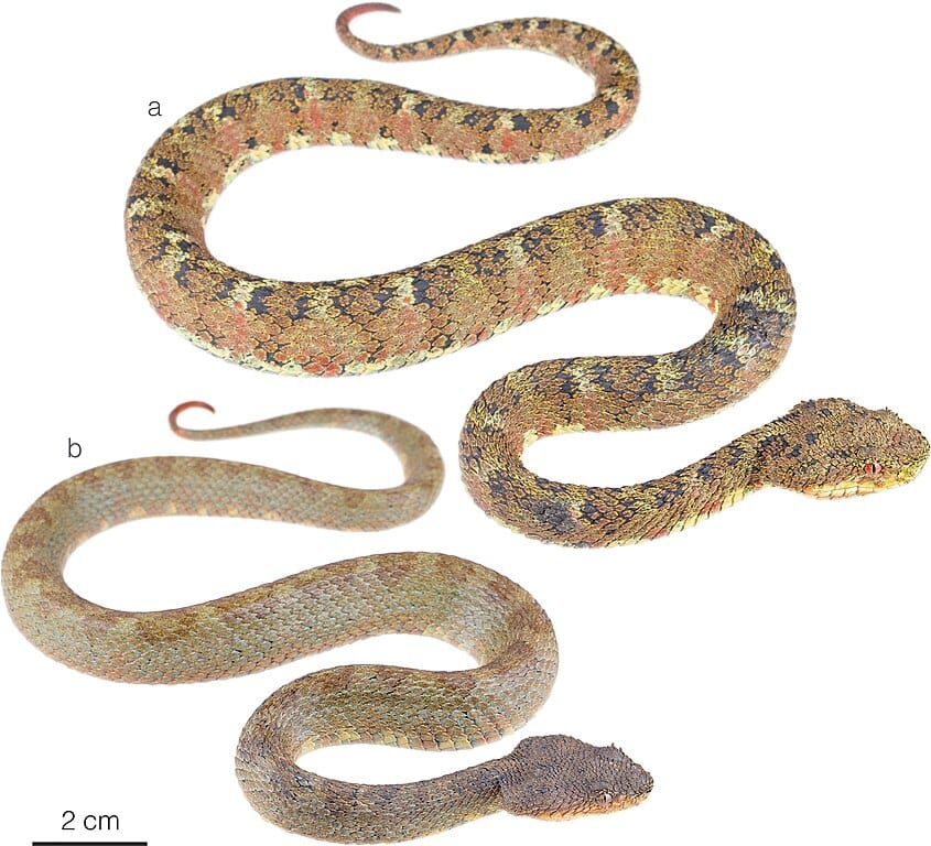 Bothriechis rasikusumorum