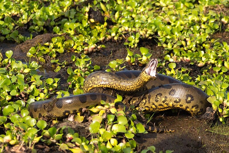 Northern green Anaconda (Eunectes akayima)