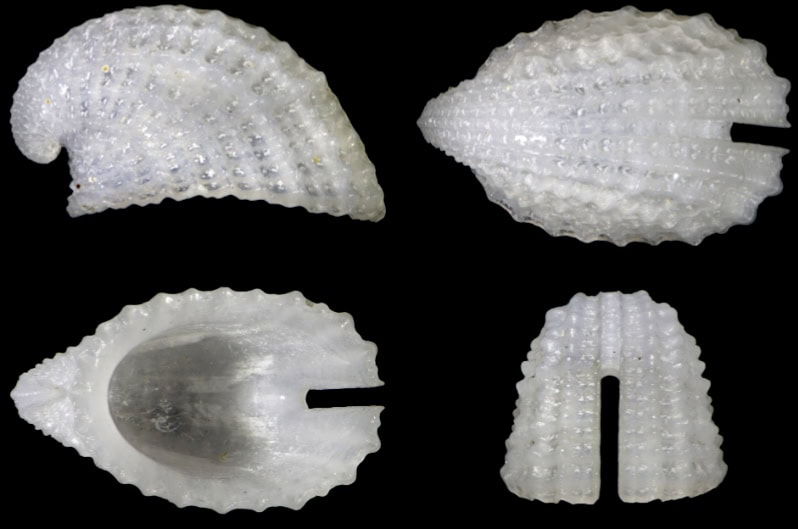 Emarginula nodulicostata