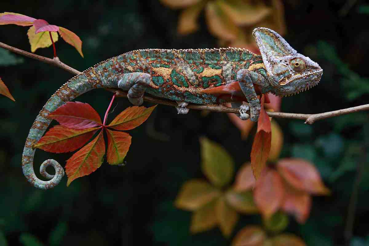 chameleon