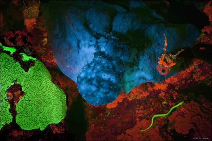 biofluorescent coral