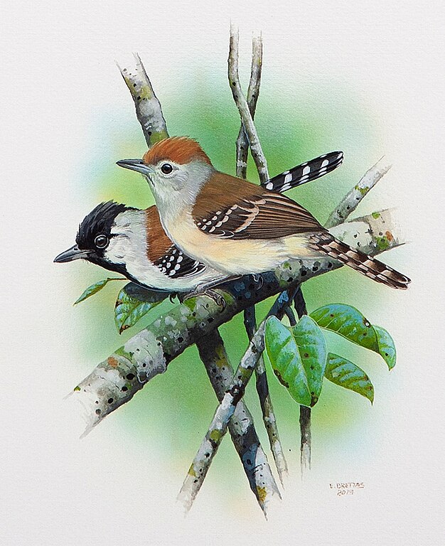 Northern silvery-cheeked antshrike