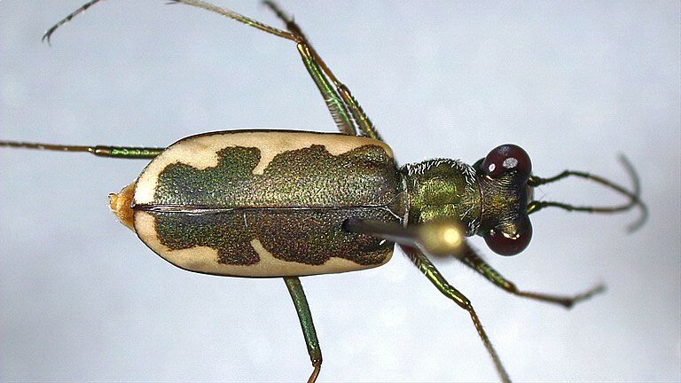 Eunota Houstoniana
