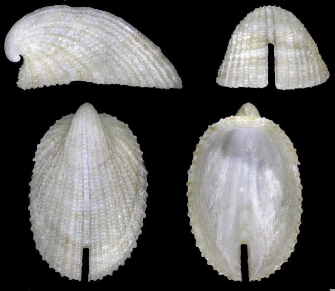Emarginula lentiginosa