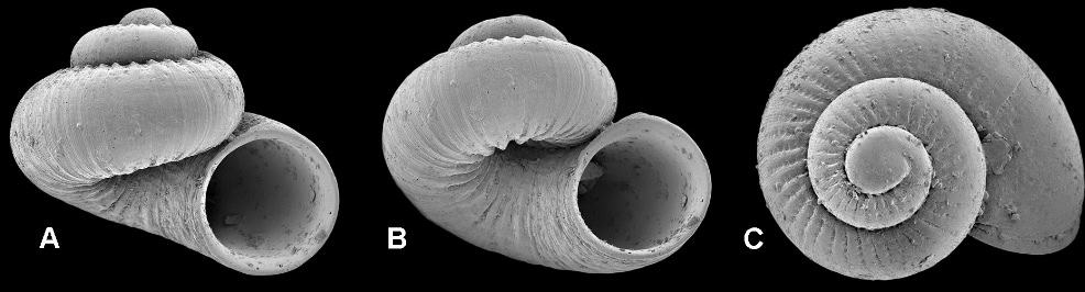 Akritogyra crenulata