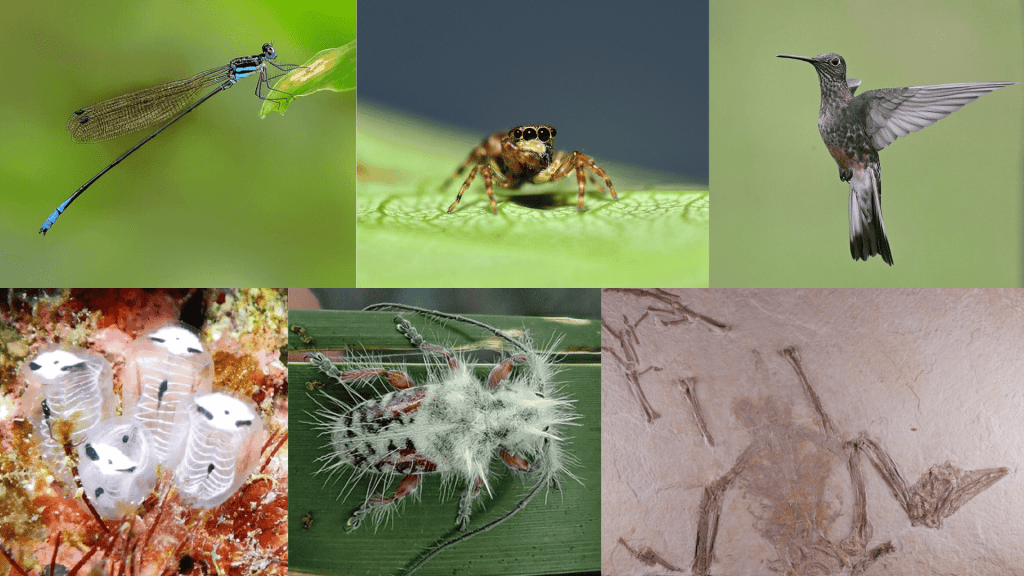 45 of the Newest Animal Species Discovered in&nbsp;2024