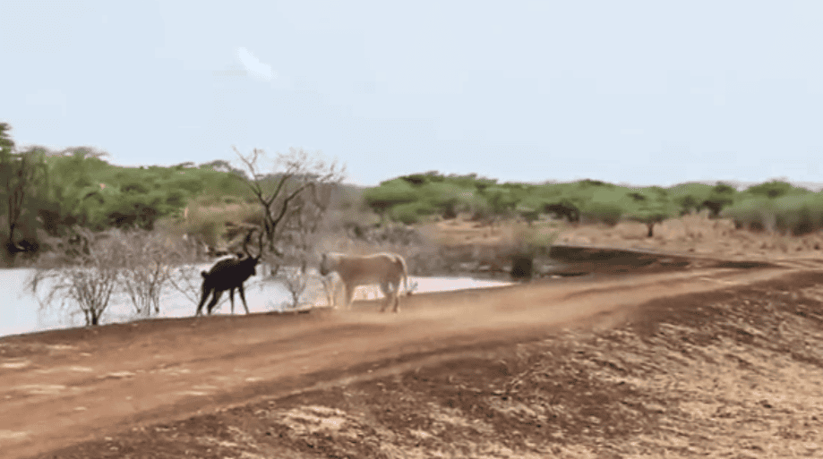 Nyala Outsmarts Lioness in Epic&nbsp;Move