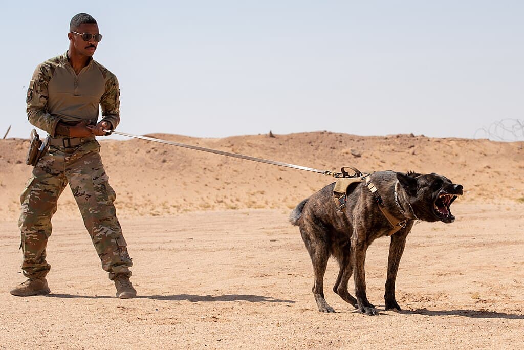 Short History of Elite Military&nbsp;Dogs