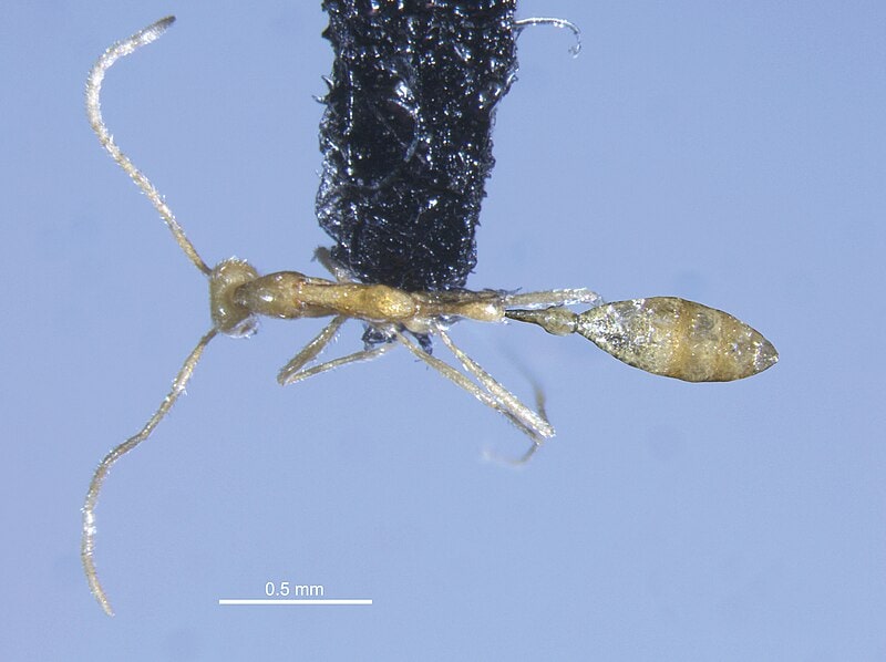 Leptanilla voldemort