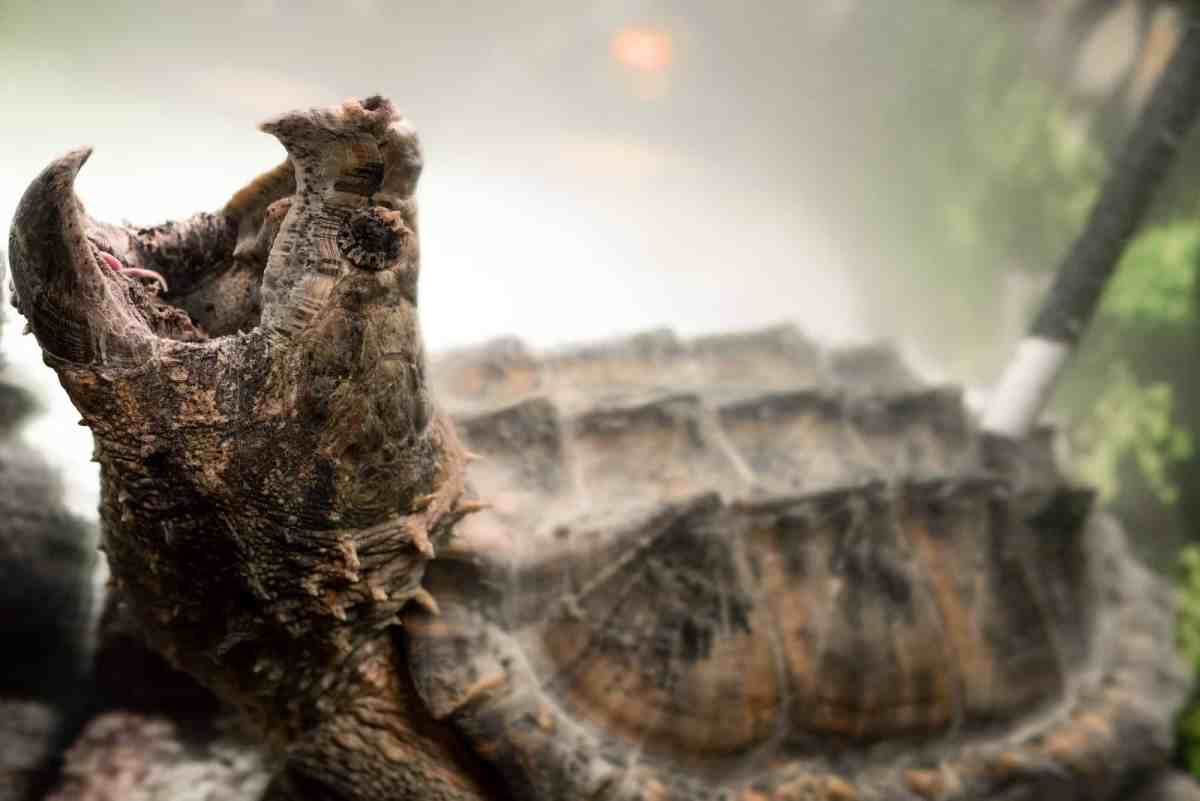alligator snapping turtle