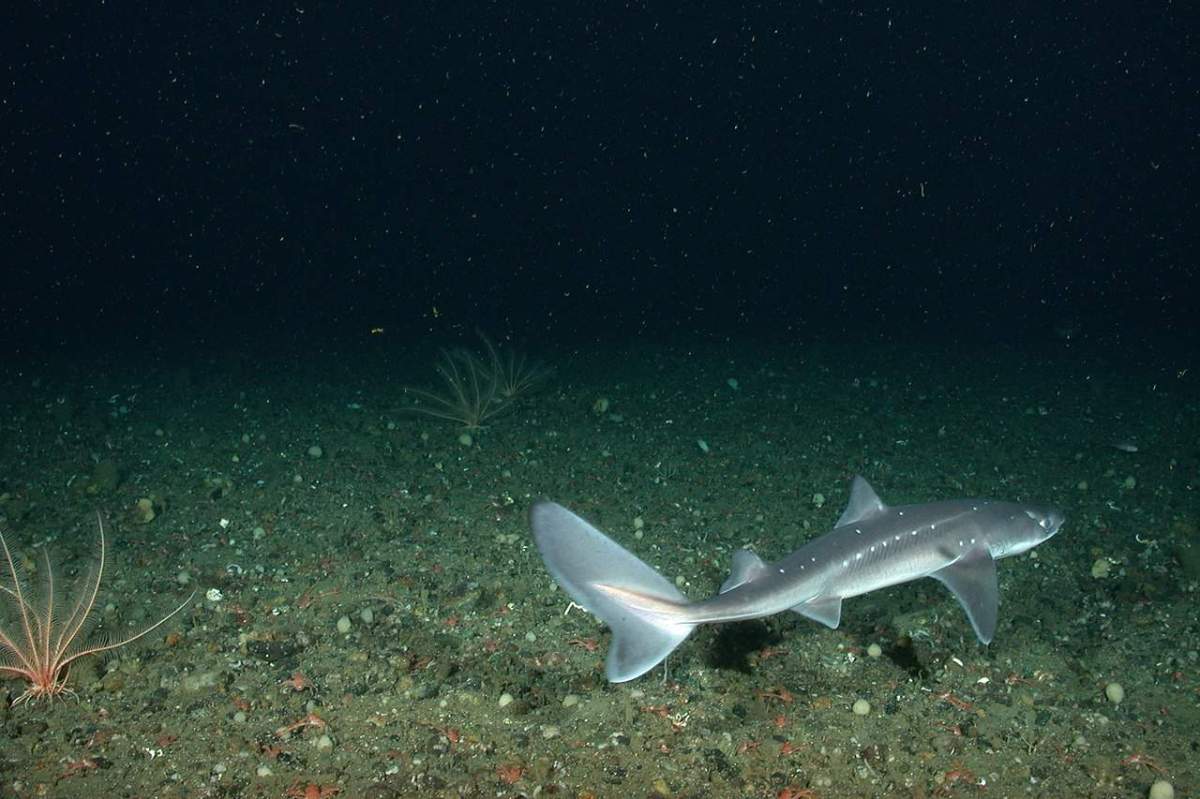 spiny dogfish