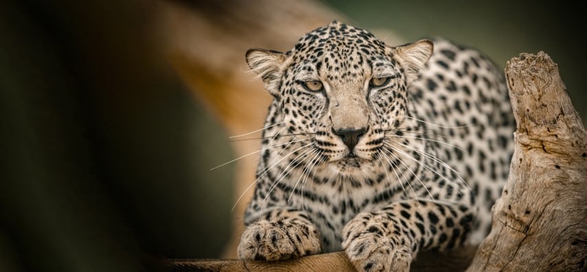 arabian leopard