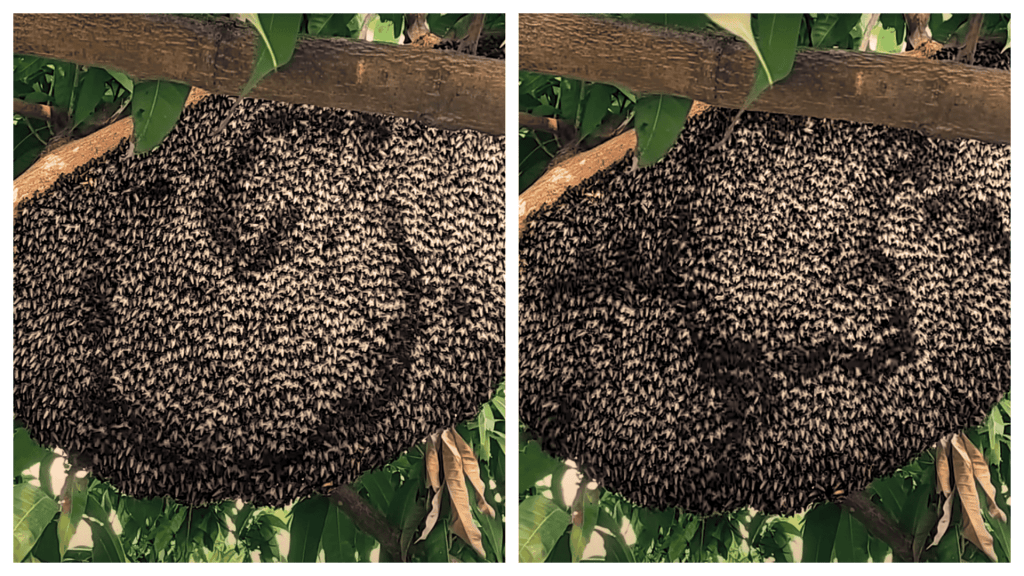 What Are The Bees Trying To Tell Us? 