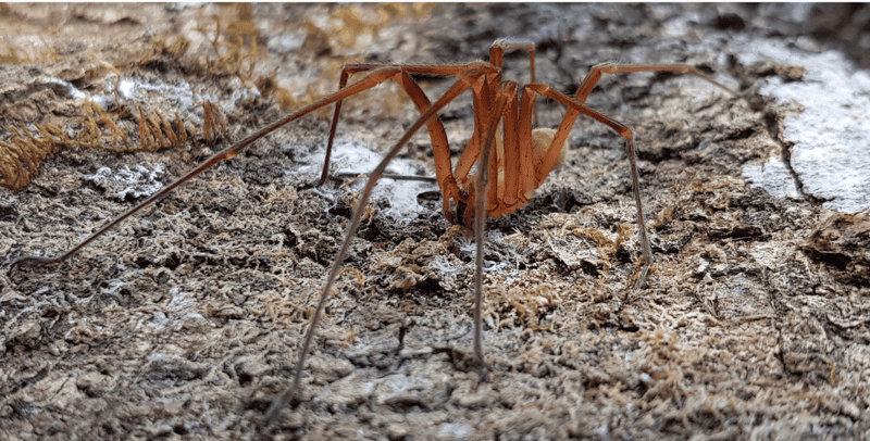 Progradungula barringtonensis 