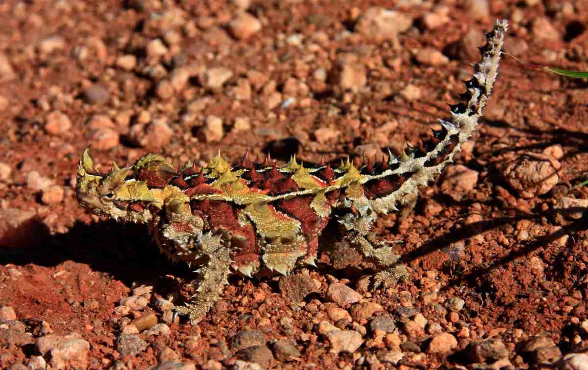 thorny devil