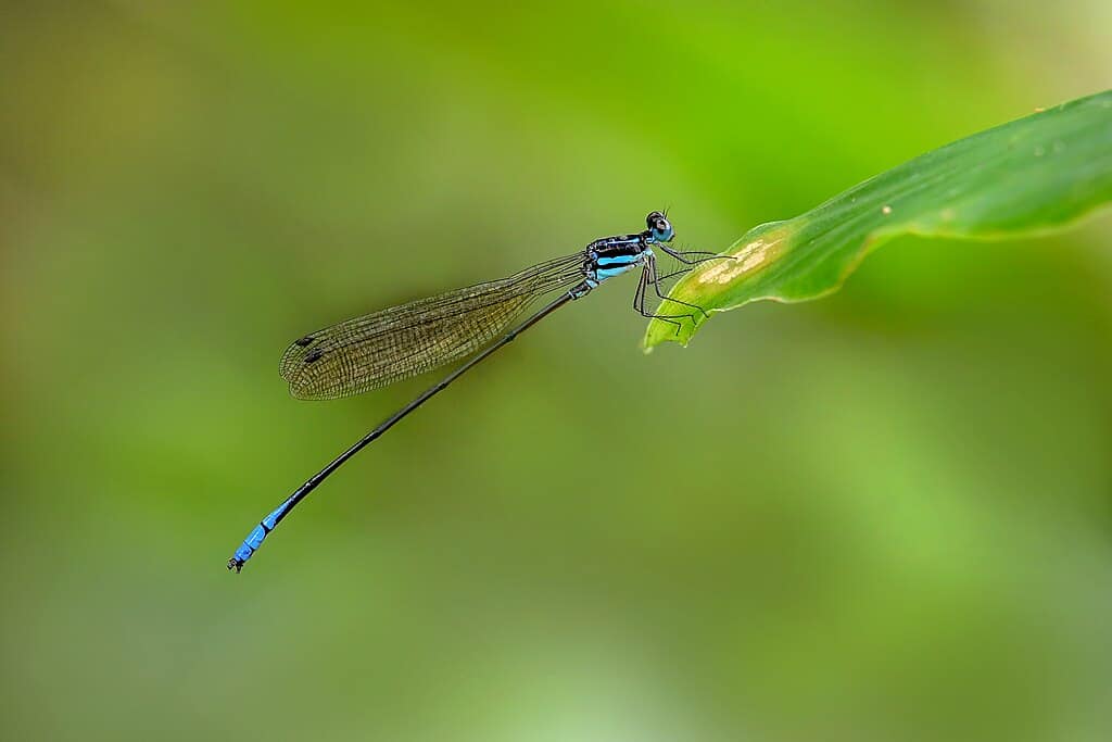 Phylloneura rupestris