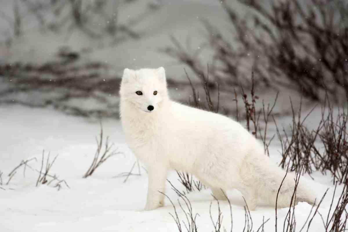arctic fox