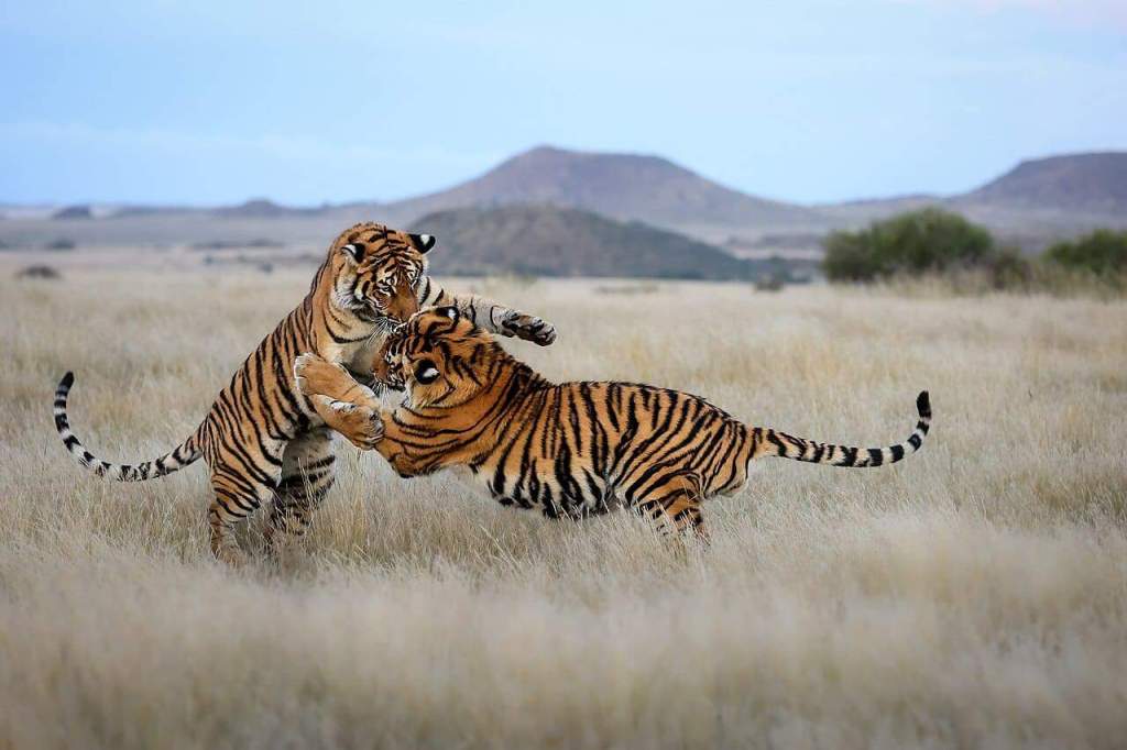 Asian Tigers Roaming the African&nbsp;Savannah