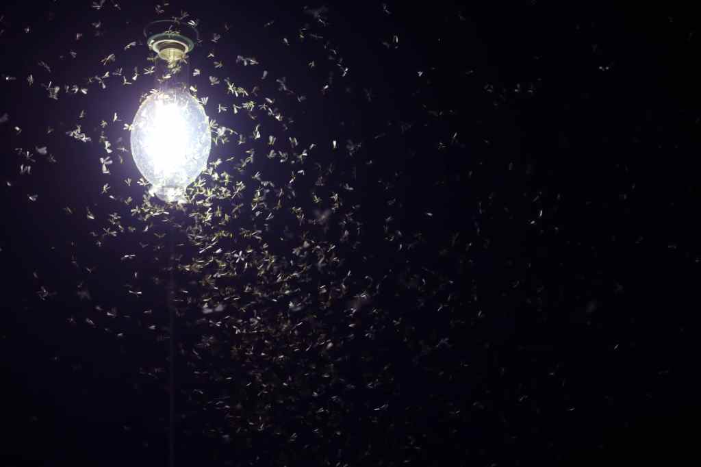 Definitive Answer: Why Insects Are Attracted To&nbsp;Light