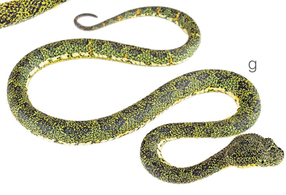 Bothriechis hussaini