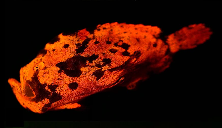 warty frogfish biofluorescence