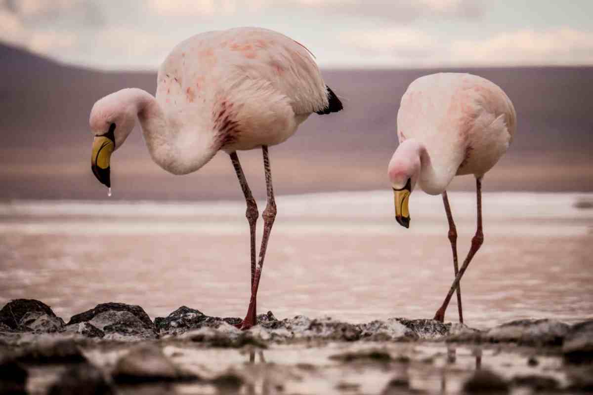 Andean flamingos
