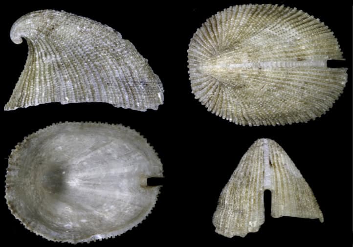 Emarginula retrogyra