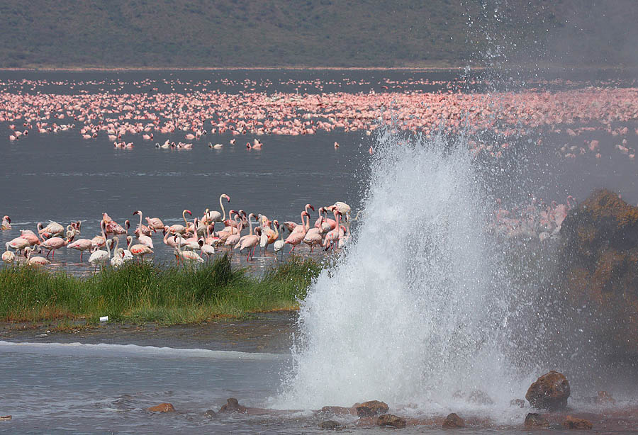flamingos geyser