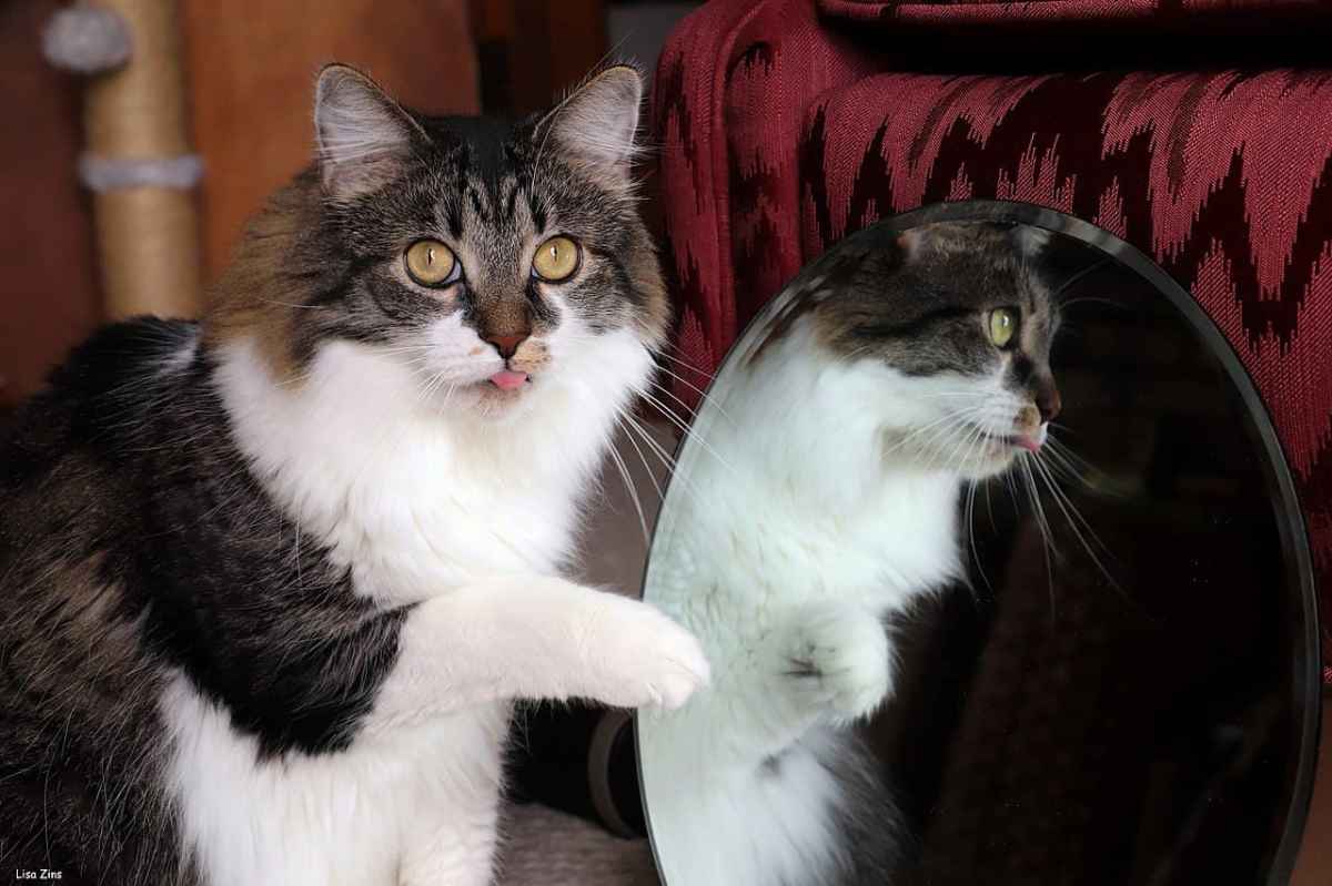cat mirror