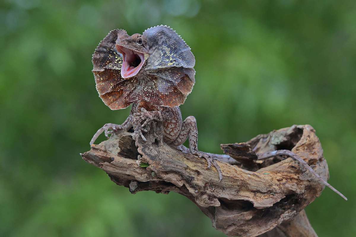 frilled lizard
