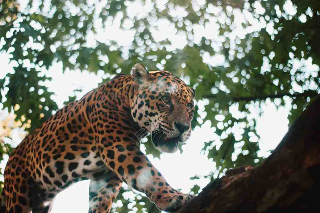 New Species of Wild Jaguar in Arizona, All the&nbsp;Details