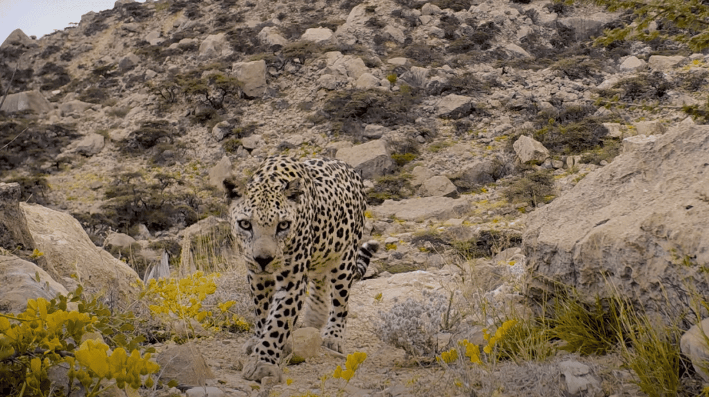 Critically Endangered Arabian Leopard Spotted in Oman 