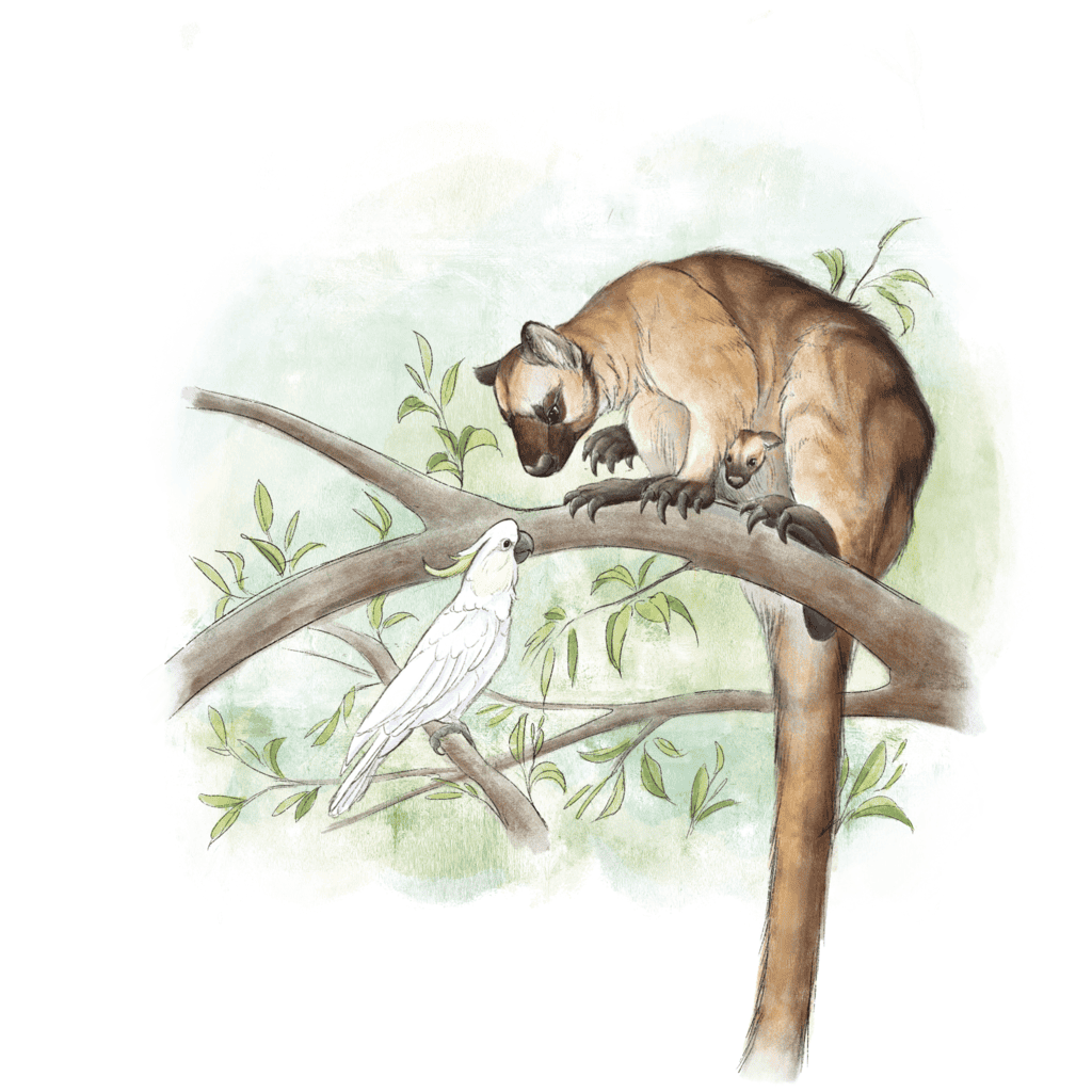 giant tree kangaroo