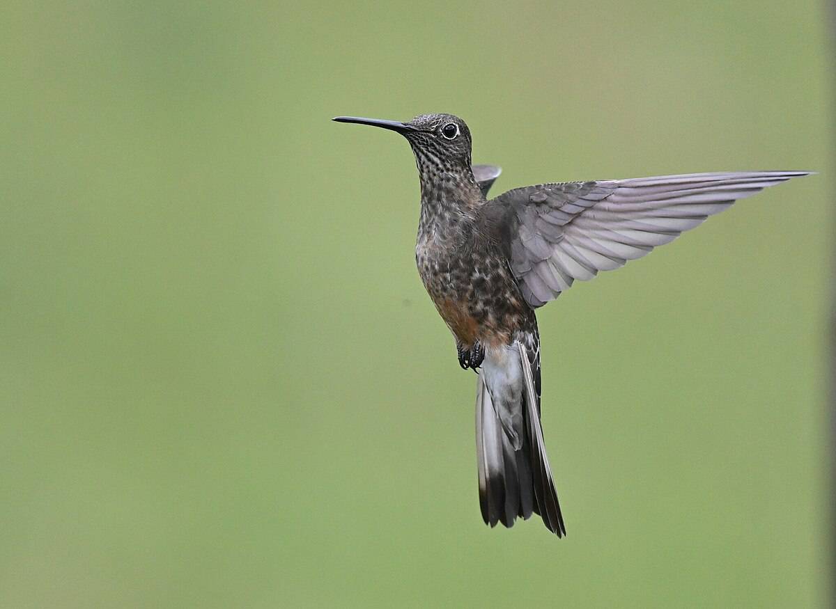 Northern Giant Hummingbird