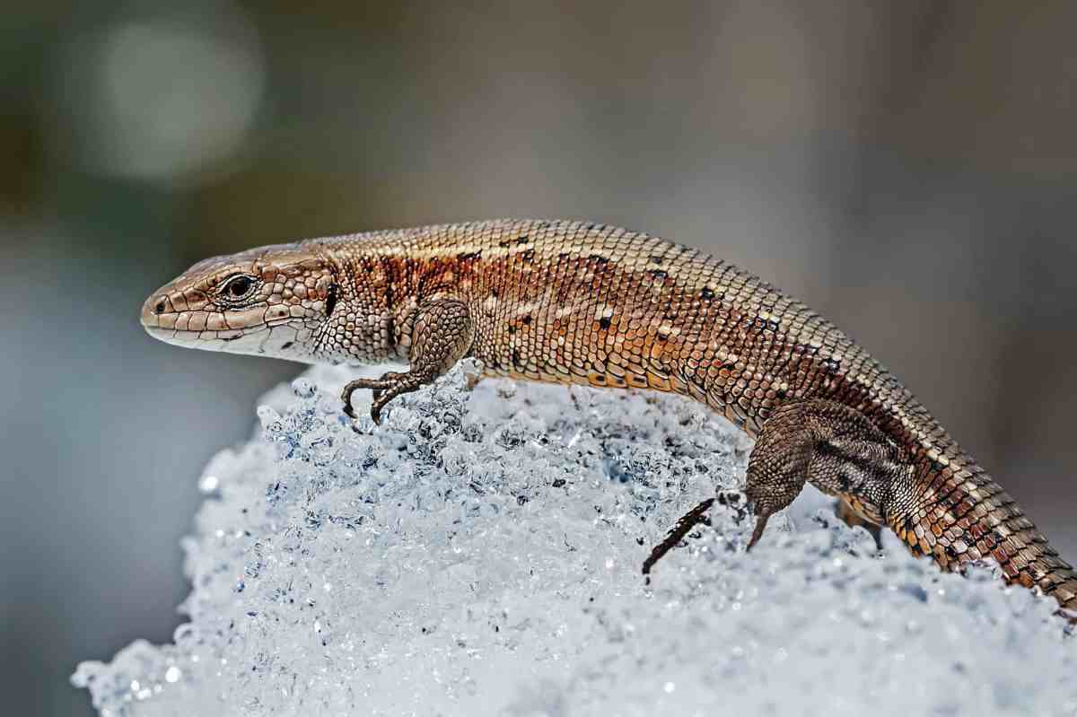 Sand lizard  snow