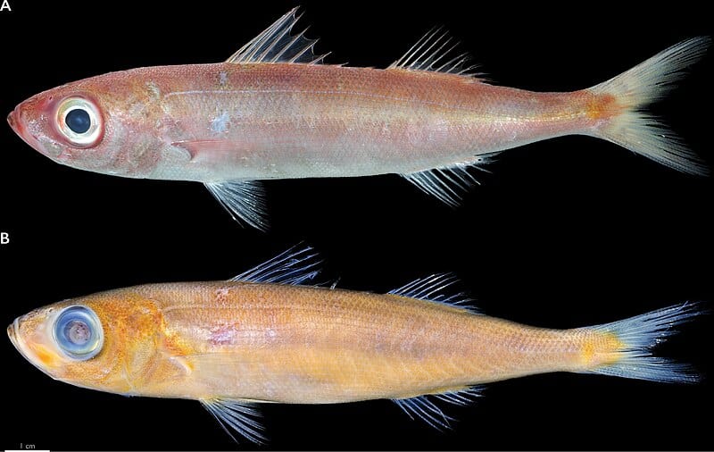 Emmelichthys papillatus 