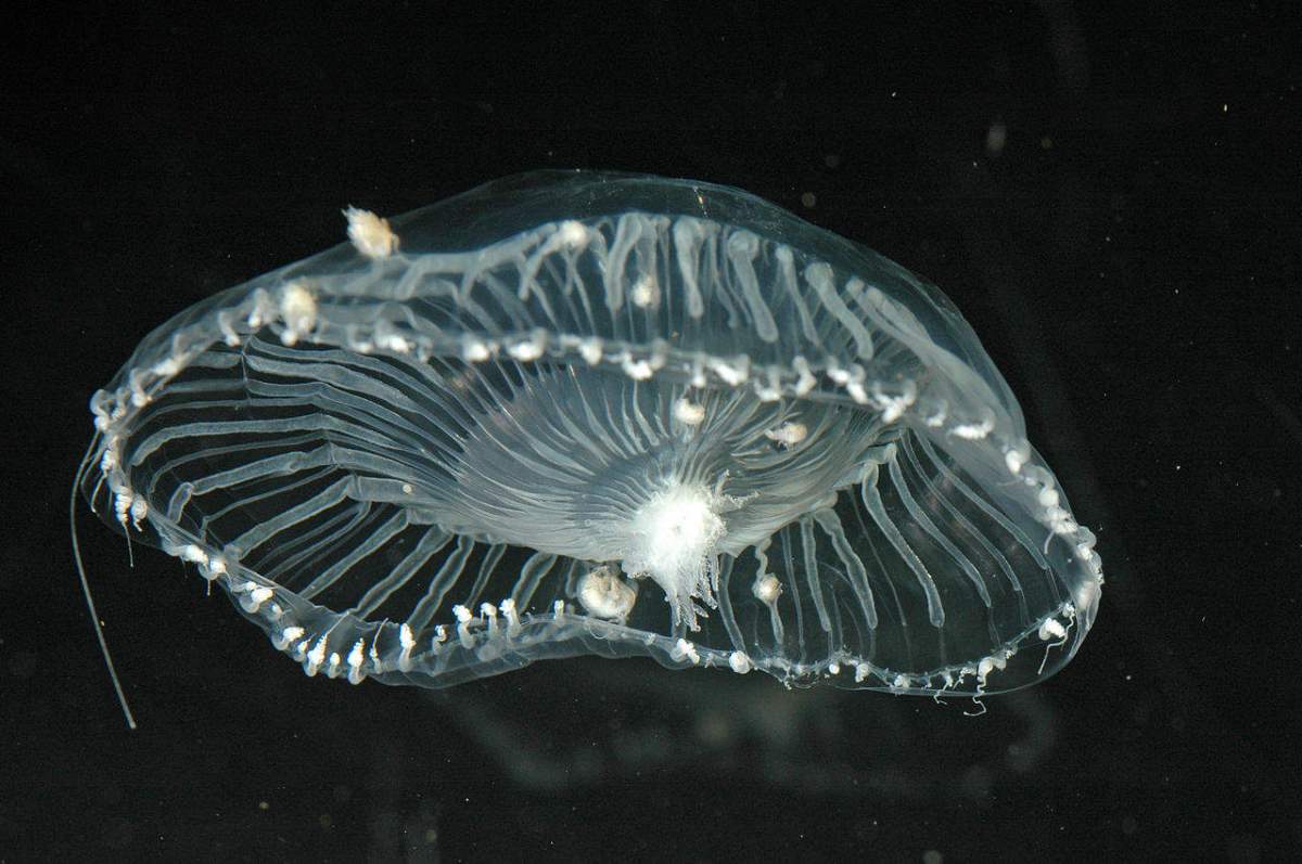 Aequorea victoria jellyfish
