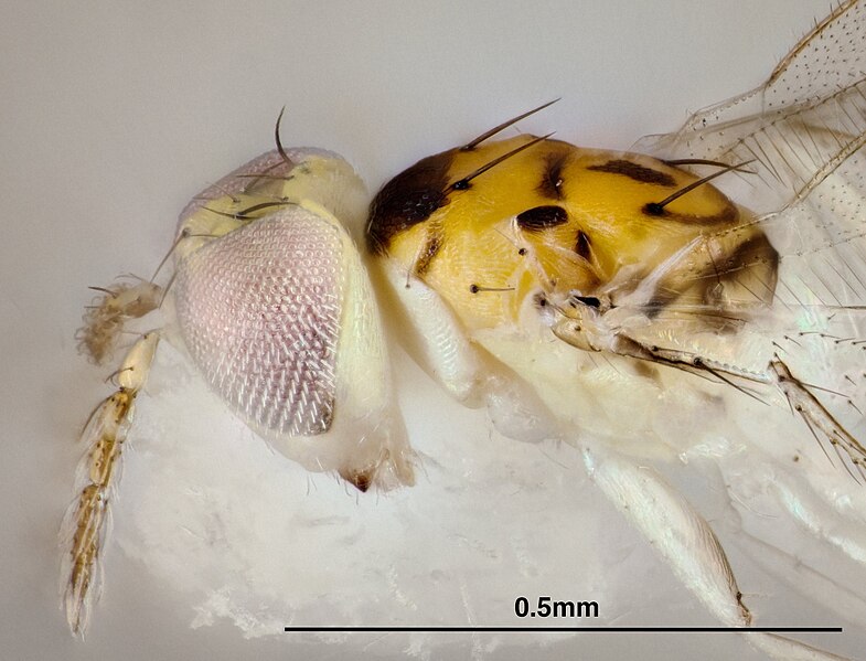 Chrysonotomyia susbelli 