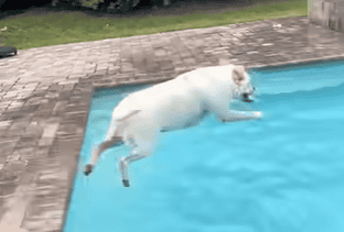 Mischievous Labrador Just Wants To&nbsp;Swim