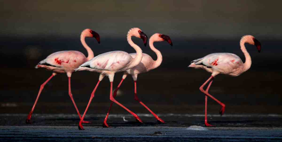 lesser flamingo