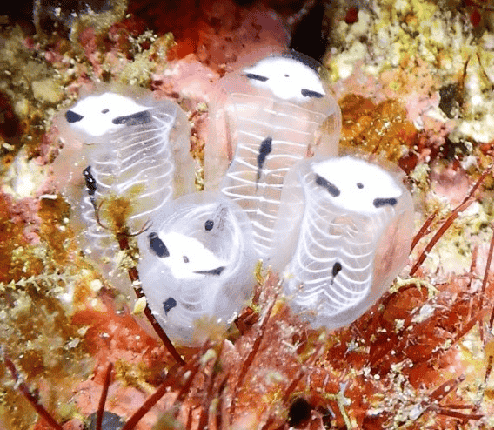 skeleton panda sea squirts