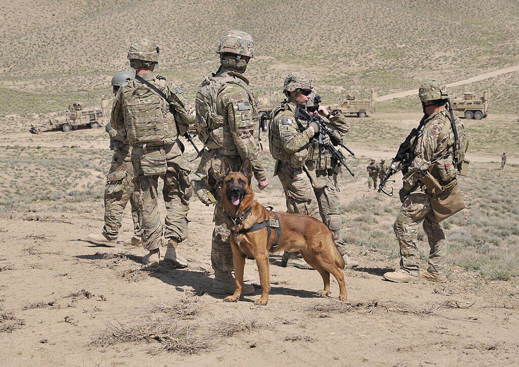 military working dog
