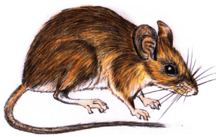 pemberton's deer mouse