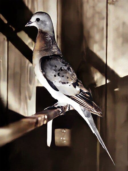 passenger pigeon